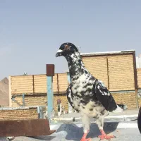 سینه سیاه نر، دم زرد ماده، بزک یا سینه مشهدی|پرنده|مشهد, جنت|دیوار