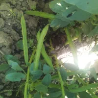 فروش  باقلا