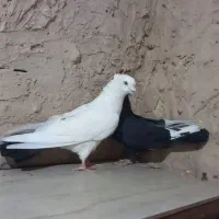 ساده پرشی کف‌تر|پرنده|چناران, |دیوار