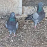 پرنده|پرنده|اصفهان, شهرک کاوه|دیوار