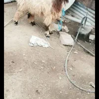 قوچ