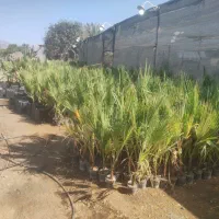 فروش و کاشت  درختان گرمسیری، گل ،گیاه ،سم وکود|خدمات باغبانی و درختکاری|بندرلنگه, |دیوار