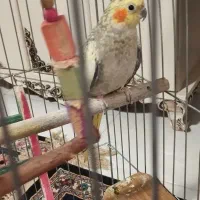 یک جفت عروس نر ماده|پرنده|پاکدشت, پاکدشت (مامازند)|دیوار