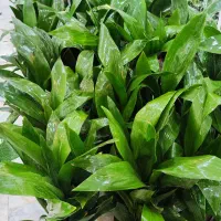 گل آپارتمانی برگ عبایی ابایی سانسوریا پتوس آگلونما|گل و گیاه طبیعی|قم, ولیعصر|دیوار