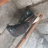 کفتر زاغ دم سفید