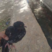 کفتر پر|پرنده|بروجن, |دیوار