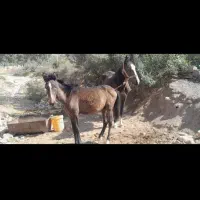 اسب|اسب و تجهیزات اسب‌سواری|کوهدشت, |دیوار