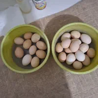 فروش تخم مرع ارگانیک وطبیعی