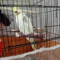 جوجه عروس هلندی|پرنده|تهران, خاک سفید|دیوار