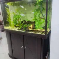 آکواریم یو شکل شرکتی|ماهی|شیراز, شهرک بهشتی|دیوار