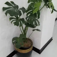 برگ انجیری مانسترا
