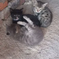 گربه به اضافه‌ بچه