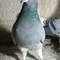 بوم کبوتر فروشی