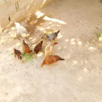 مرغ خانگی
