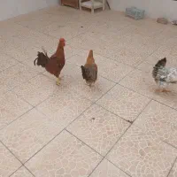 فروش ۲عدد مرغ و۱عدد خروس جوان