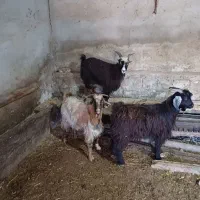 فروش سه عدد بزغاله نر