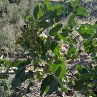 باغ پسته  ۱۵ ساله