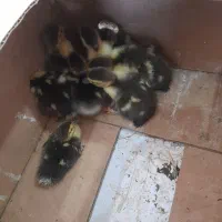 جوجه اردک روسی