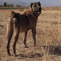 واگذاری|سگ|سراب, |دیوار