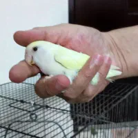طوطی کوتوله برزیلی|پرنده|تهران, ائمه اطهار|دیوار