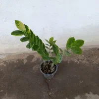 زامفولیا ابلق کوچک