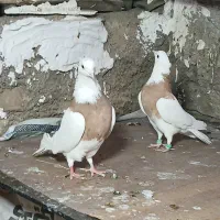 طوقی زرد کاکولی مهر