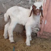 بره ماده شیری نژاد کردی سالم و سرحال