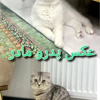 گربه اسکاتیش.گربه بریتیش. گربه مولد .گربه|گربه|تهران, شهرک غرب|دیوار