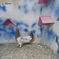 دسته رنگه