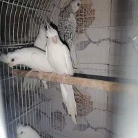 عروس آلبینو و سینامون سرلاکی تا بالغ و گرینچیک|پرنده|آستانه اشرفیه, |دیوار