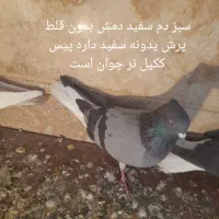 تعدادی کبوتر