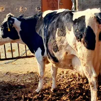 گاو|حیوانات مزرعه|مشهد, توس (بلوار توس)|دیوار