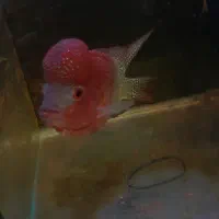 فلاور هورن|ماهی|تهران, صادقیه|دیوار