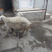 میش سه شکم درجه یک