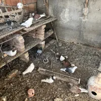 کبوتر یکجایی|پرنده|سرخنکلاته, |دیوار