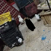 فروش3 کبوتر