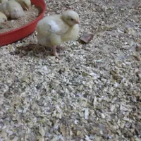 جوجه مرغ گوشتی راس308|حیوانات مزرعه|تهران, صادقیه|دیوار