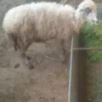 میش|حیوانات مزرعه|امیدیه, |دیوار