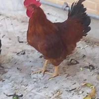 خروس