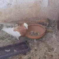 کبوتر طوق