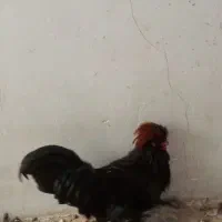 دو عددمرغ تخم کن ویک عدد خروس لهستانی