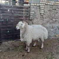 فروش قوچ مقانی درجه یک