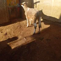 گوساله|حیوانات مزرعه|حسین آباد, |دیوار