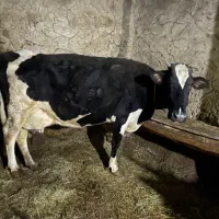 گاو|حیوانات مزرعه|سیلوانه, |دیوار