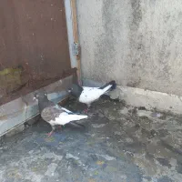 رنگی‌. کبوتر سینه ای