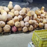 کدو حلوایی درجه یک تمام رنگ قرمز