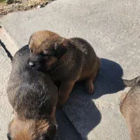 واگذاری توله سگ دو رگه روتوایلر