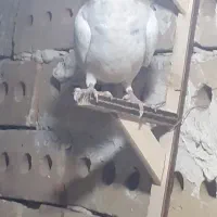 کفتر یا کبوتر