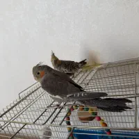 دوعدد عروس هلندی با وسیله کامل|پرنده|پیر بکران, |دیوار