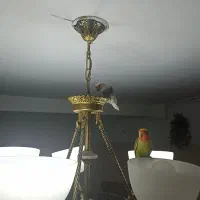کوتوله